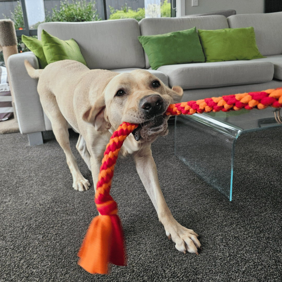 Yellow labrador dog playing with a classic tug toy in the colours orange and red