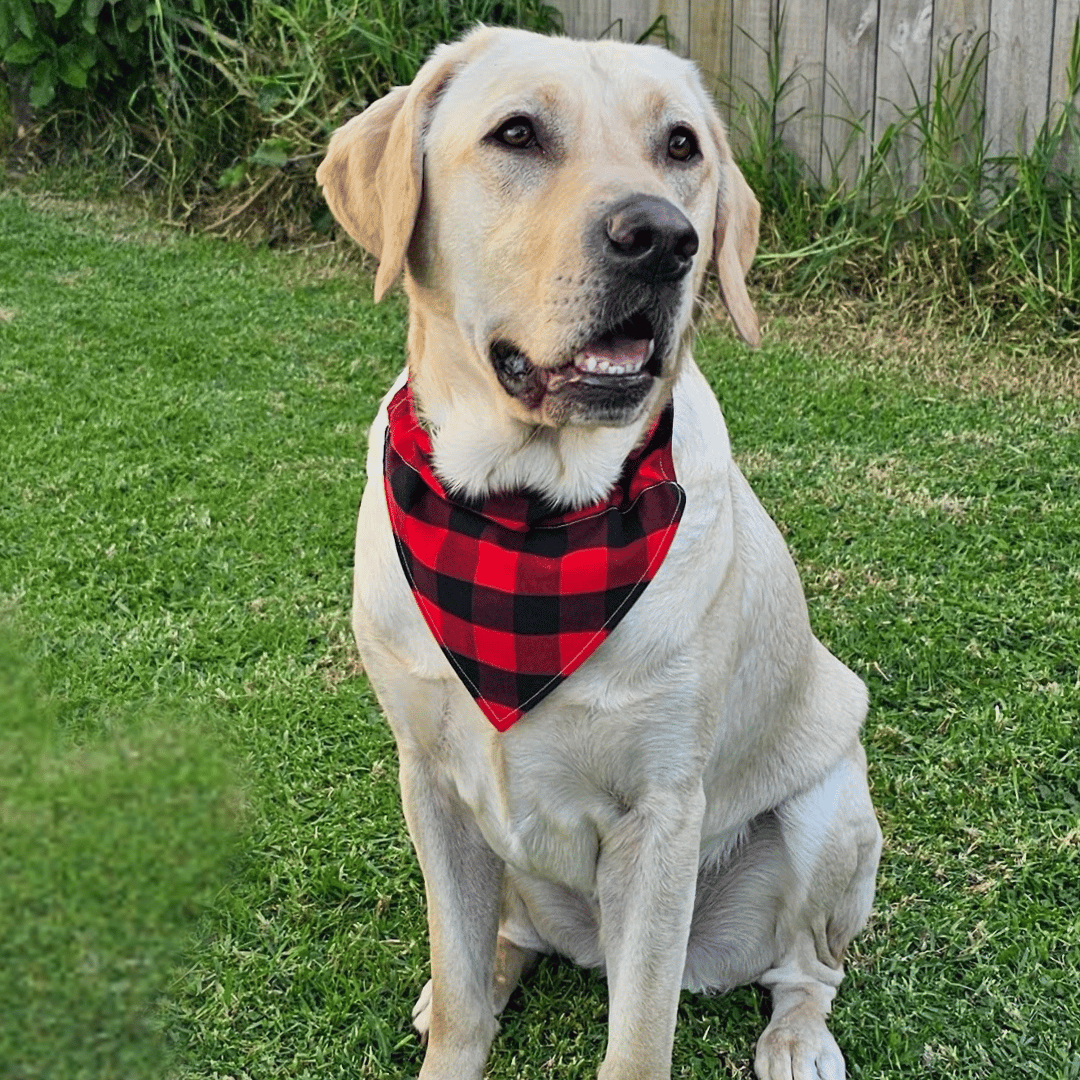 Yellow labrador dog wearing an over collar bandana