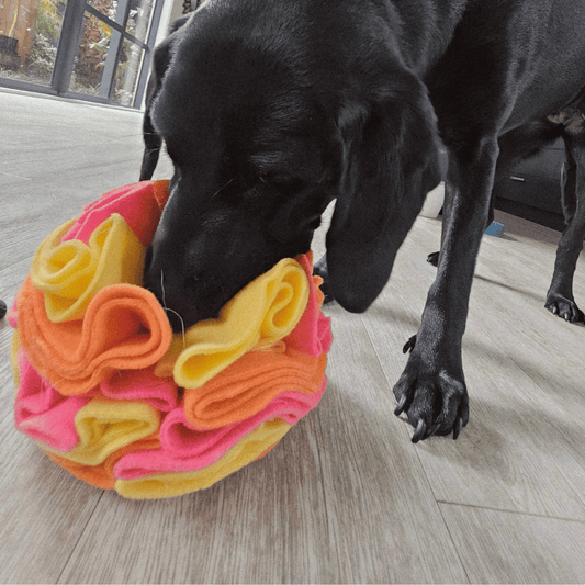 Black labrador dog playing with a large Snuffle Ball in the colourway Sunshine - Pink, orange, yellow