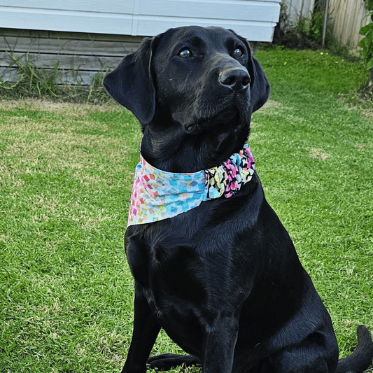 Black labrador dog wearing a scrunchie bandana