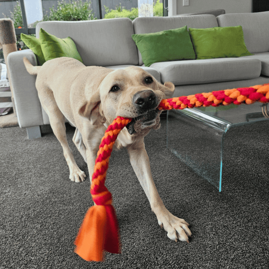 Yellow labrador dog playing with a classic tug toy in the colours orange and red