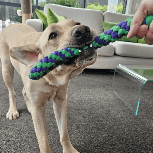 Yellow labrador dog playing with a loopy tug toy in the colours green and purple.