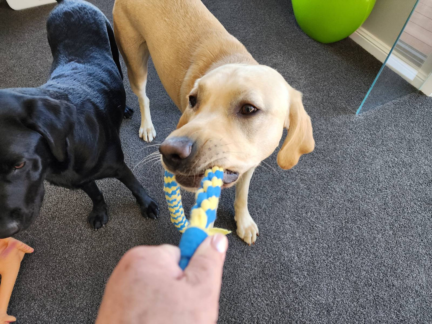 Loopy Tug Toy (40cm)